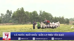 Cả nước xuất khẩu gần 4,9 triệu tấn gạo trong 7 tháng đầu năm