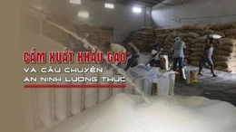 Tin tức TV: Cấm xuất khẩu gạo và câu chuyện an ninh lương thực