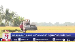 Ngành gạo đang hưởng lợi từ thị trường xuất khẩu